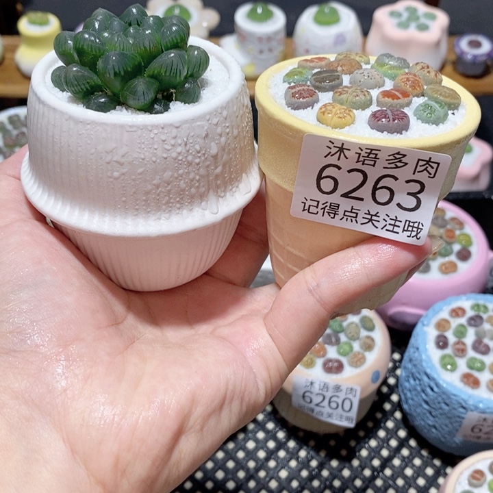 带盆土植物 一物一拍 6263