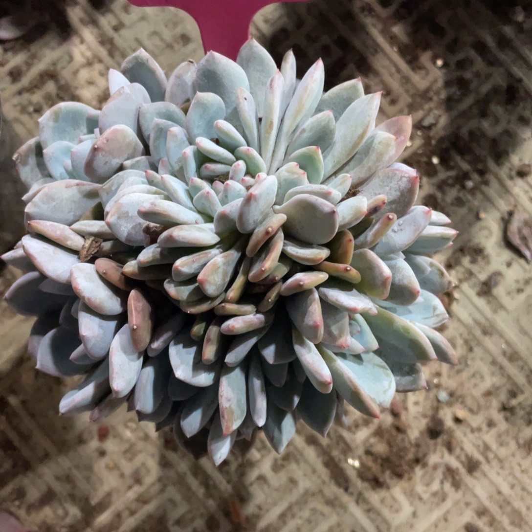 ^***木云南星影多肉群生163