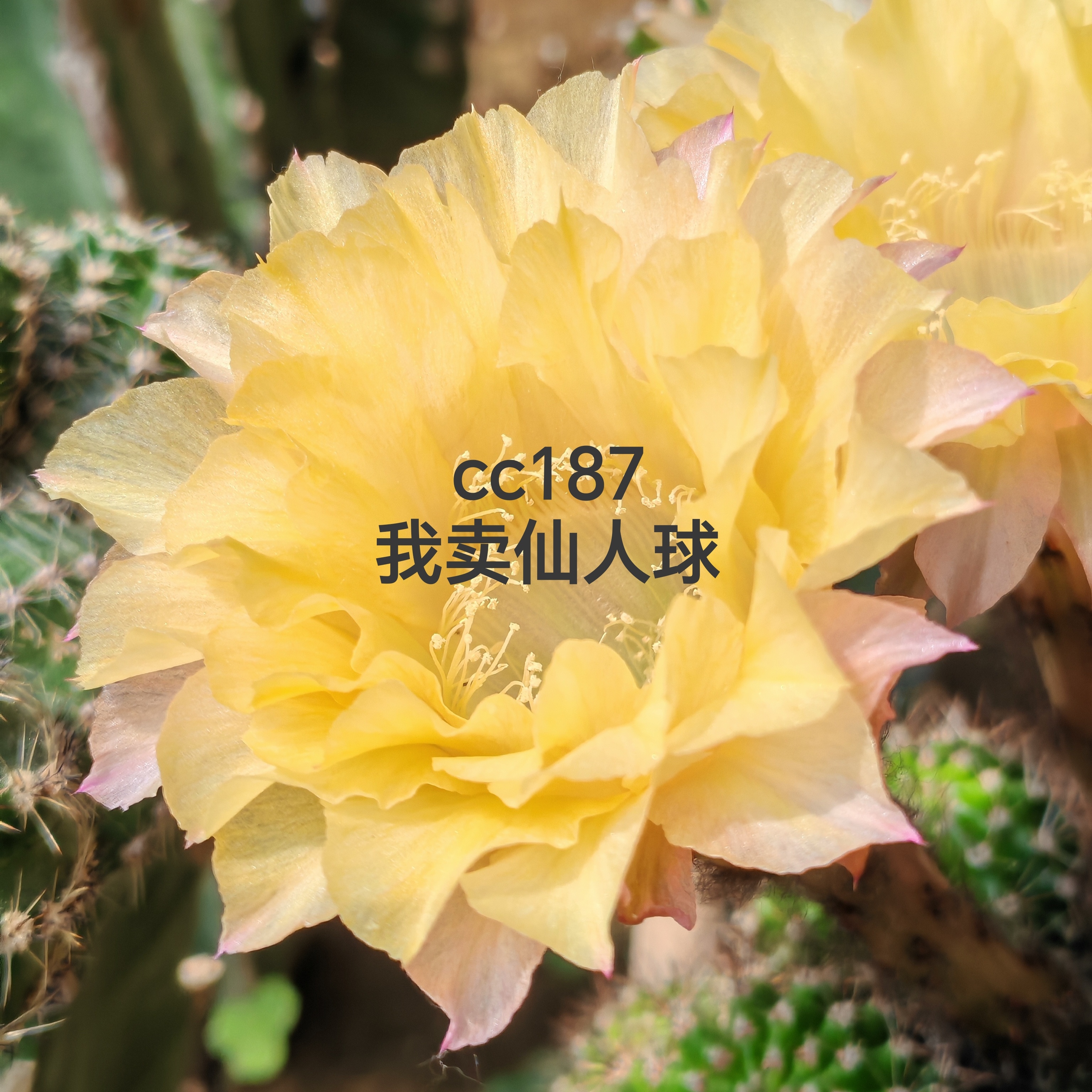 彩草cc187侧芽歪  满28包邮非偏远