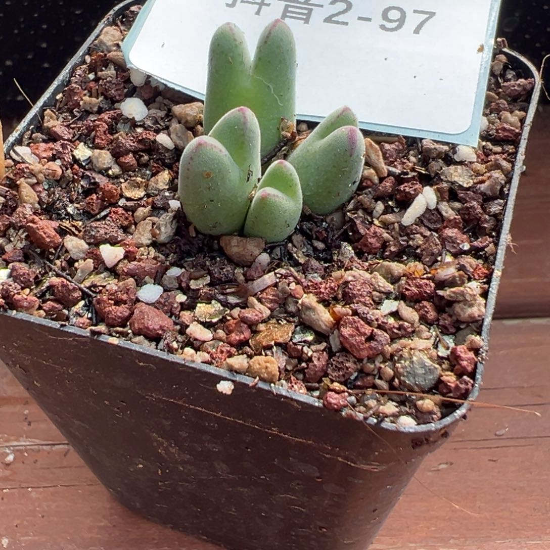 2-97肉锥多肉植物，