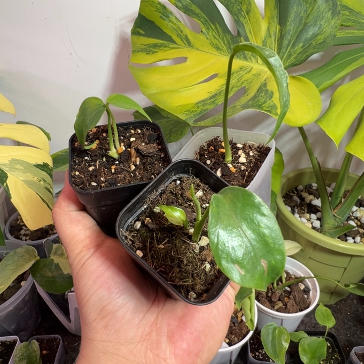 大***O完全开放龟背竹种苗