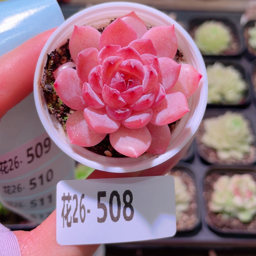 花利美26-508果汁