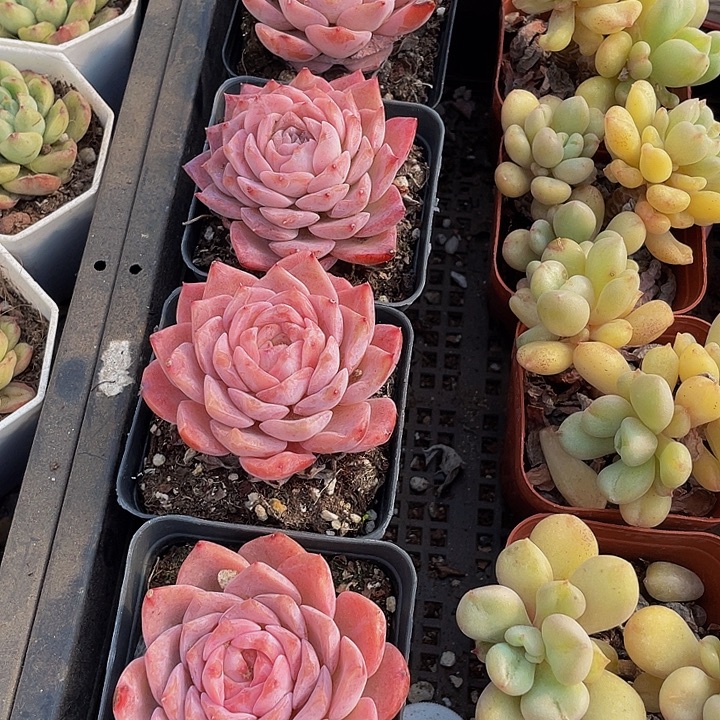 7方大纯爱带盆土发