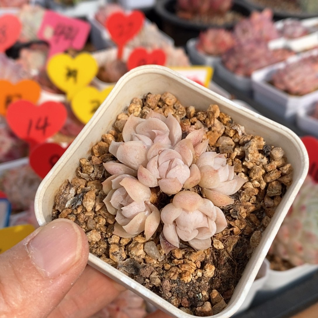 精品多肉一物一拍不包整160