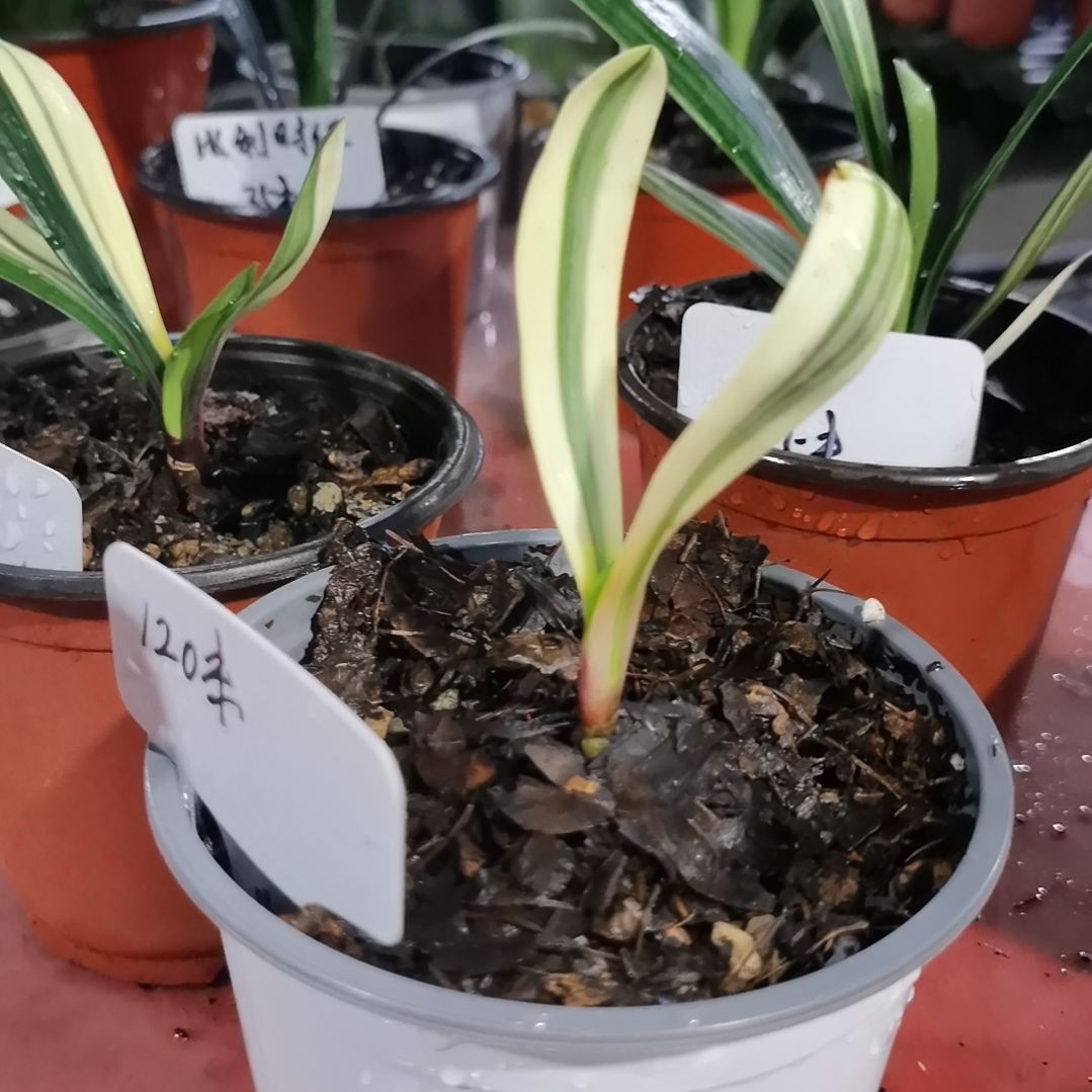 完全开放君子兰精品君子兰