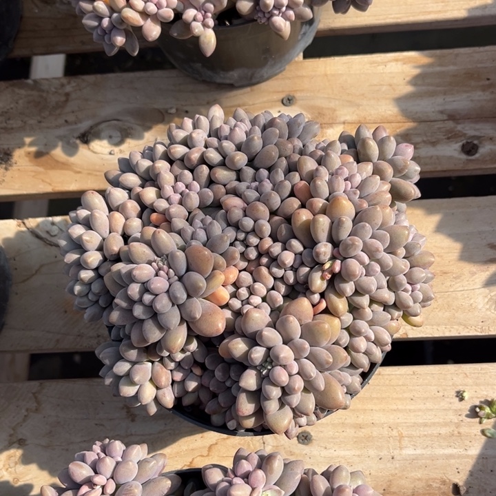 星黛露多肉植物8668