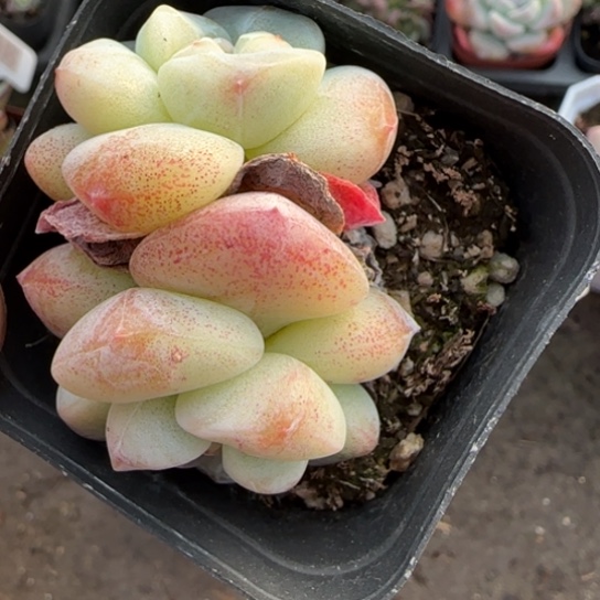 166冰玉多肉植物多