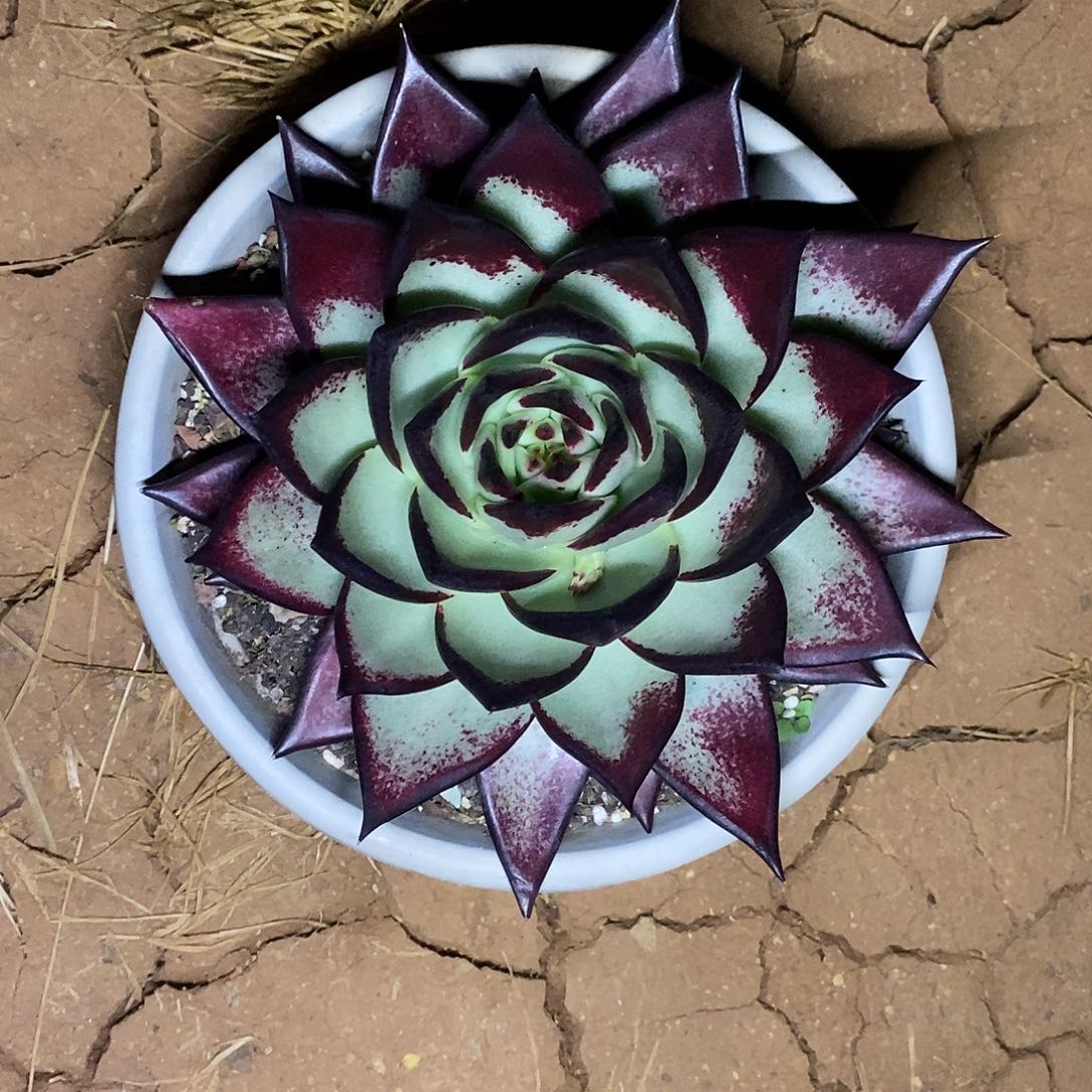 多肉植物超级魔王