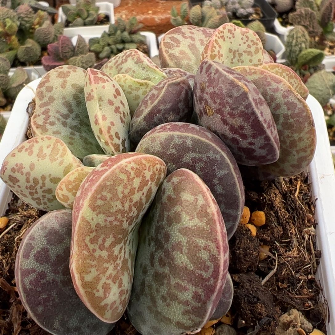 阴阳头满斑花蛋老桩多肉植物水泡多肉植物