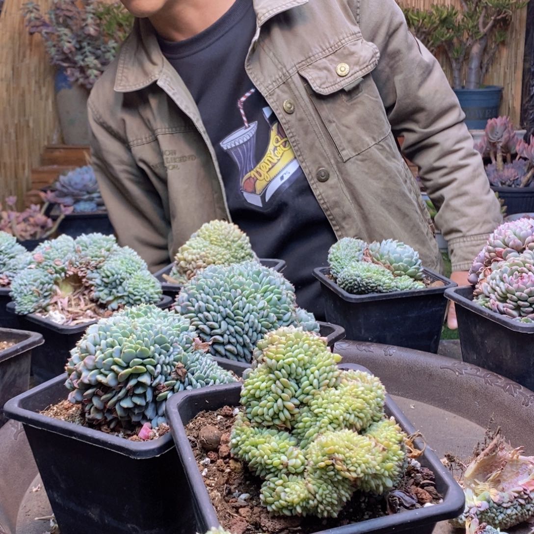 悦*A213号白胖子缀