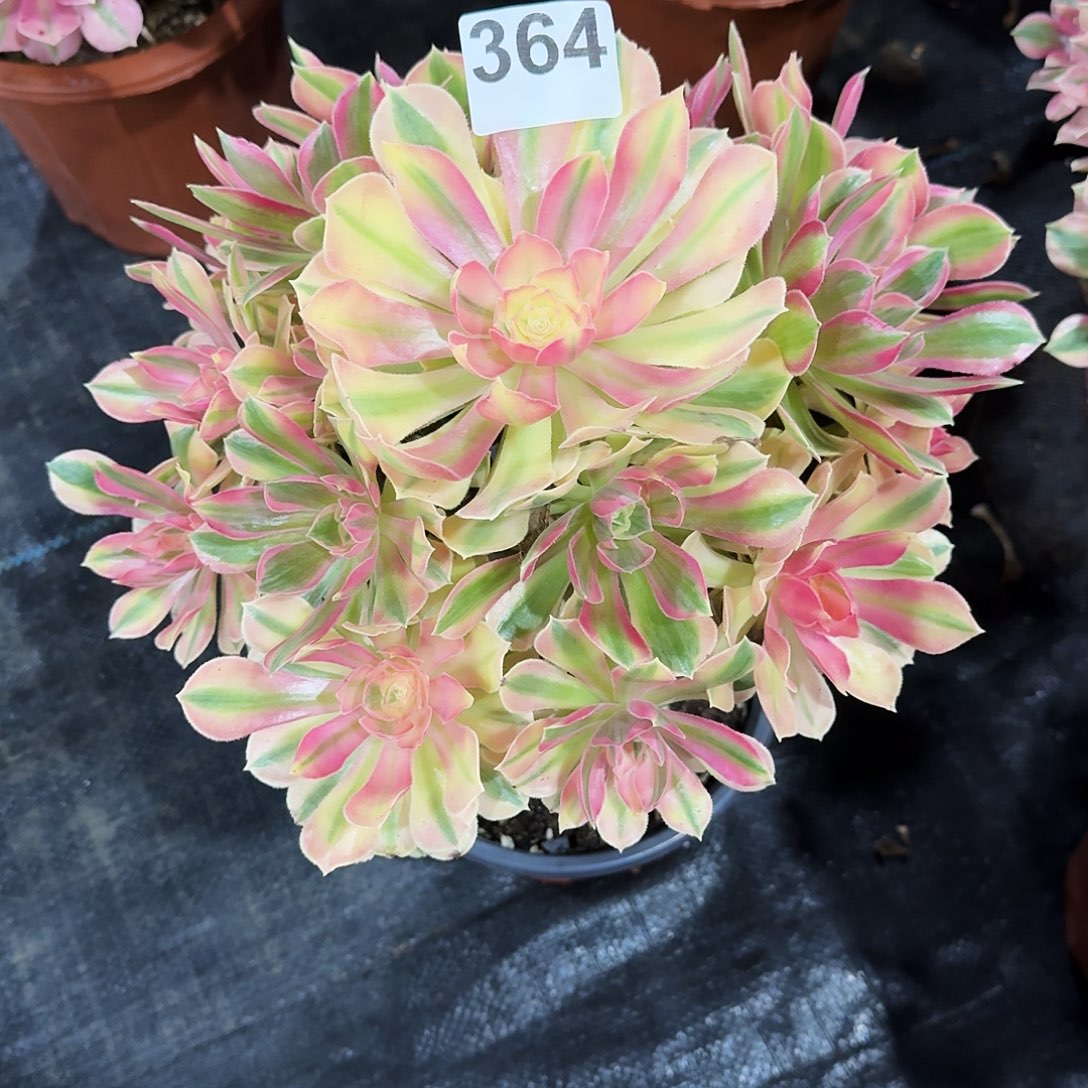 364男神法师多肉植物