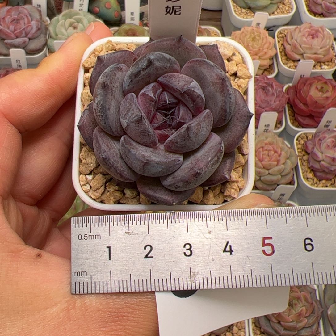 ෆ***干054 多肉植物组合