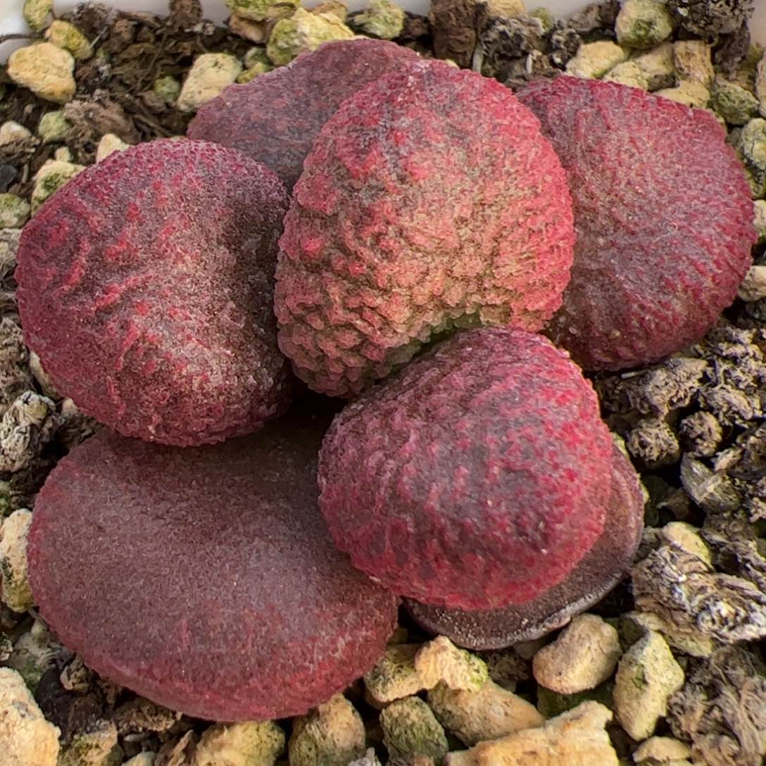 实生新品整颗多肉植物