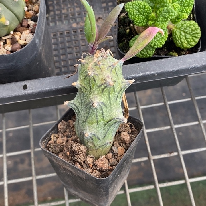 伯克利和格蕾纳等著名