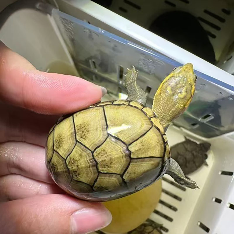头盔龟外塘冷水龟头盔龟苗活体蛋龟观赏龟泥龟头盔大苗小苗宠物龟
