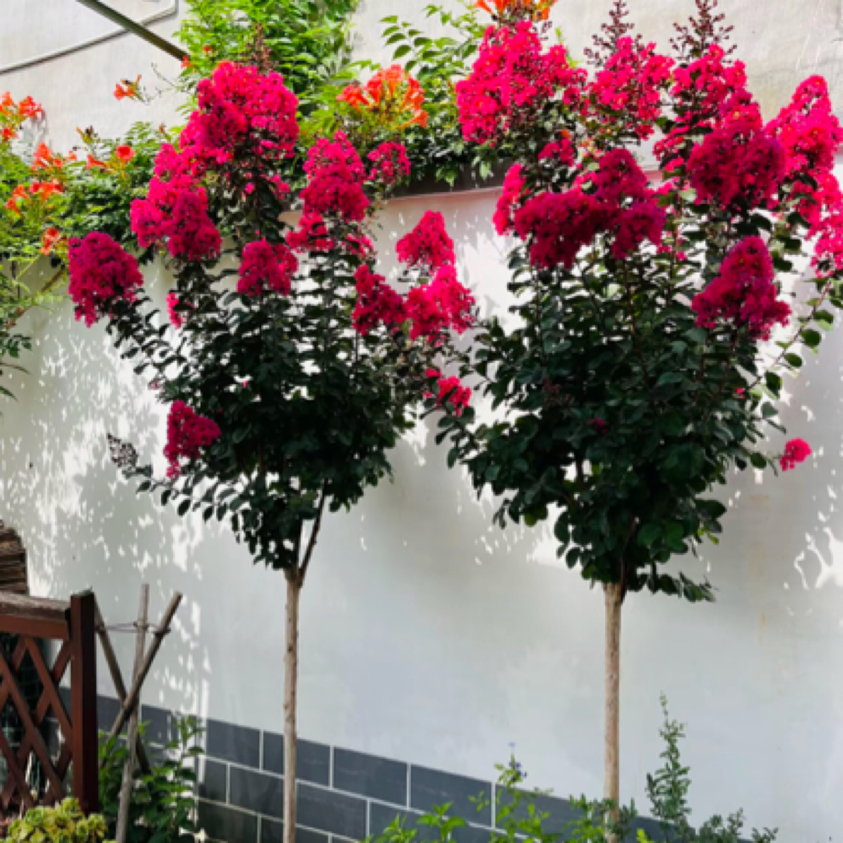 【大一点选这个】紫薇花庭院天鹅绒红花美国棒棒糖原生苗