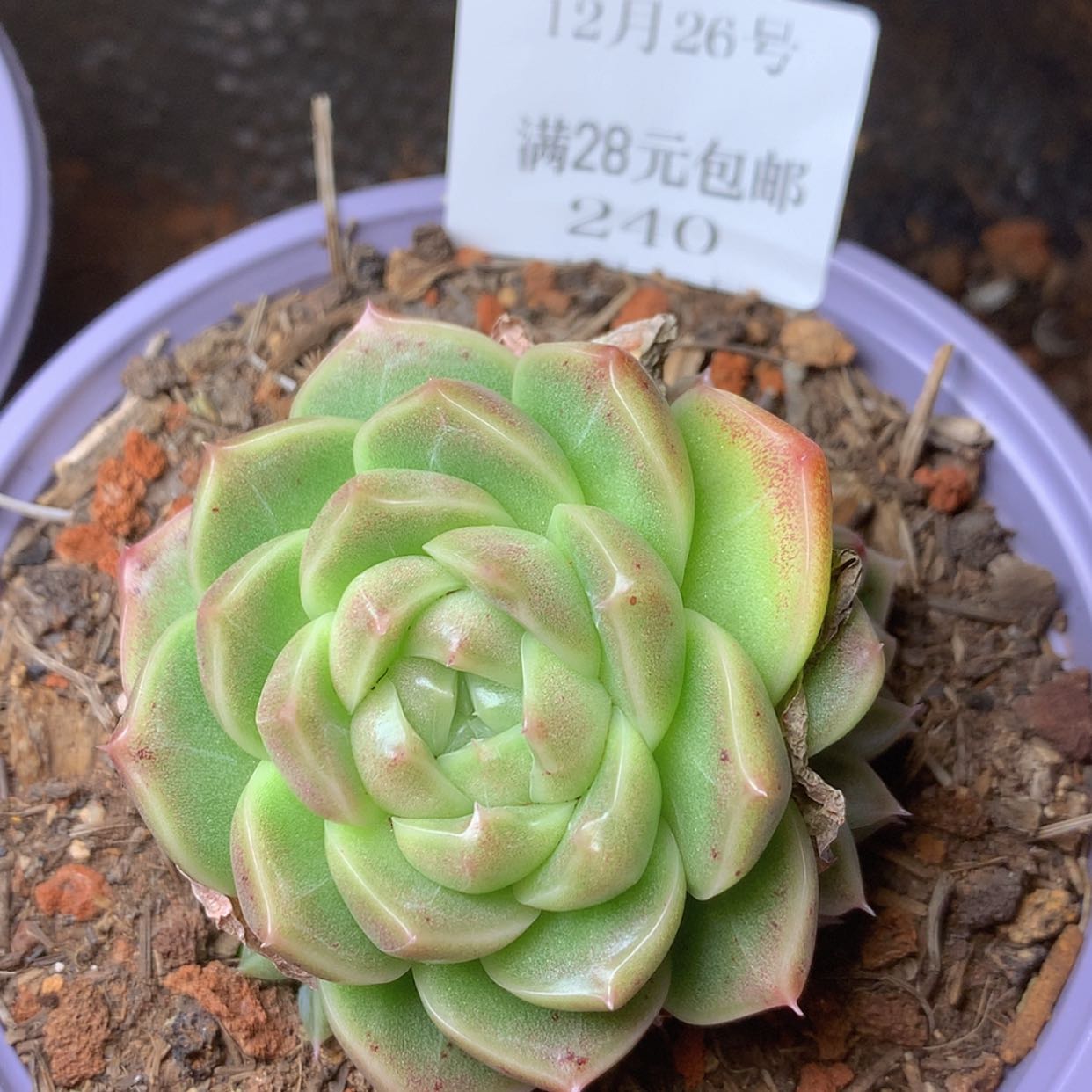 【闪购商品】云240号秃子麦秆