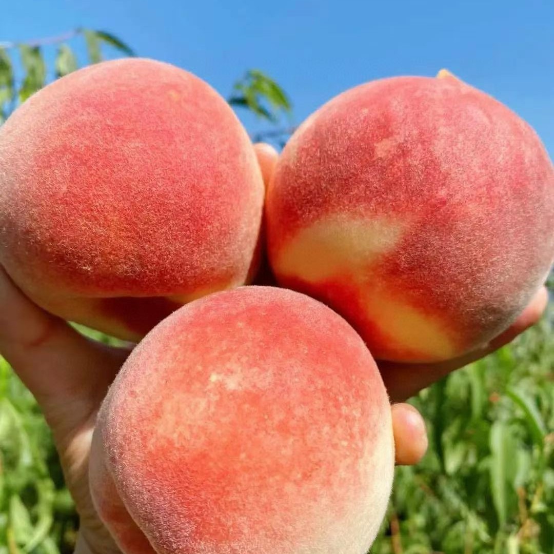 云南大理宾川冬桃新鲜应季水果2-4两清甜脆桃现摘现发