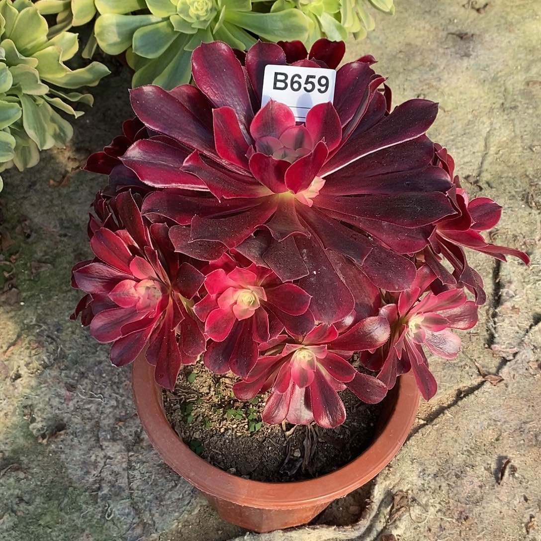 美杜莎多肉植物659