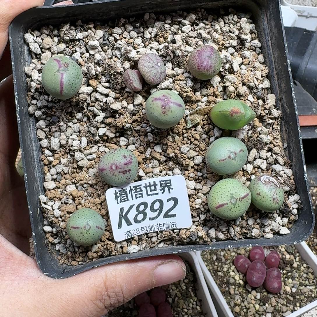 多肉植物的是rgbnnm