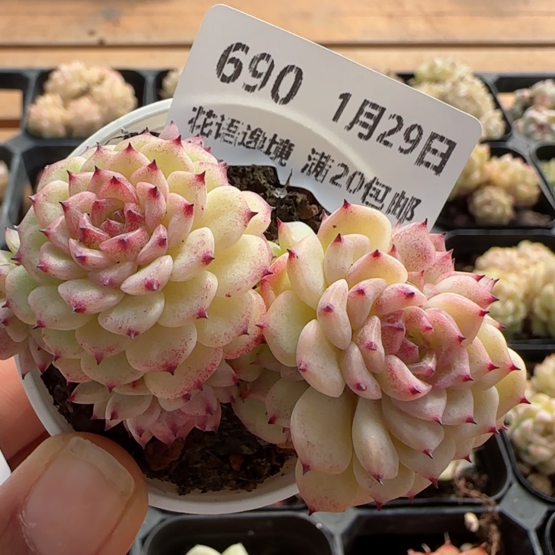 花语逸镜0129-690