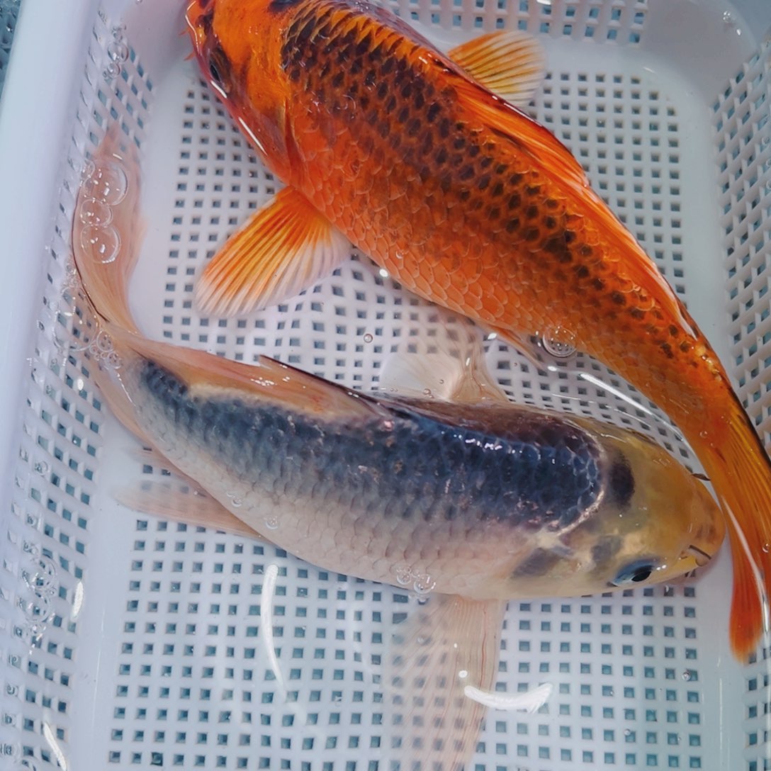 锦鲤锦鲤冷水鱼观赏143