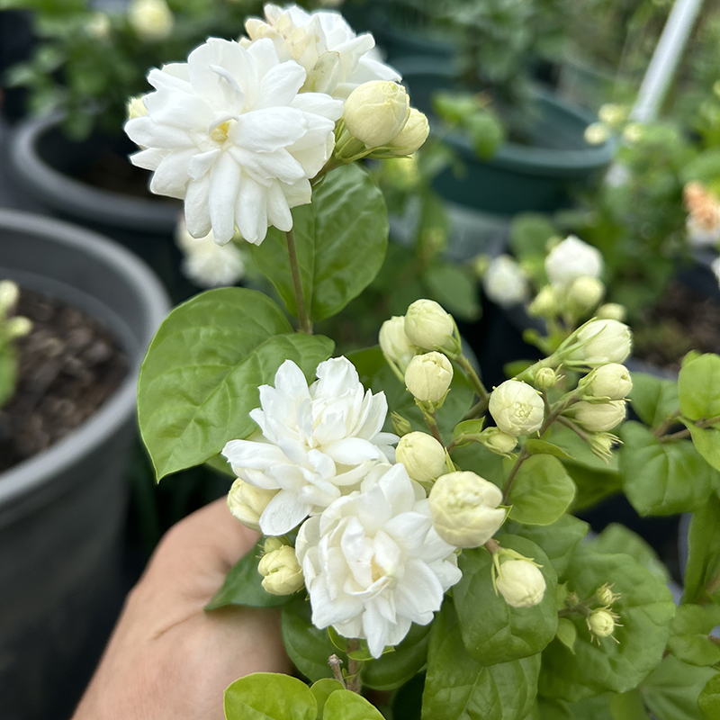 巴西茉莉花 重瓣浓香茉莉 大花茉莉 菊花茉莉植物花期长好种易活 
