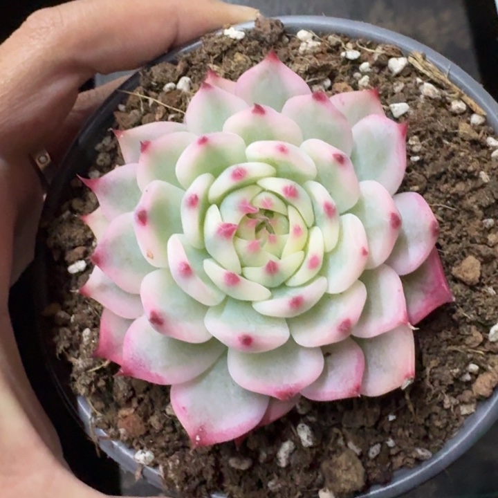 吉娃娃锦 一物一拍