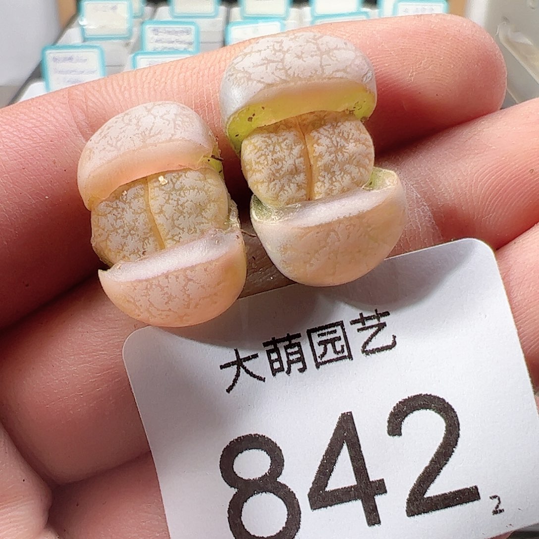 0000842 一物一拍……