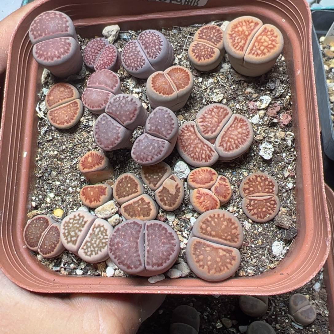 【闪购商品】 417。     