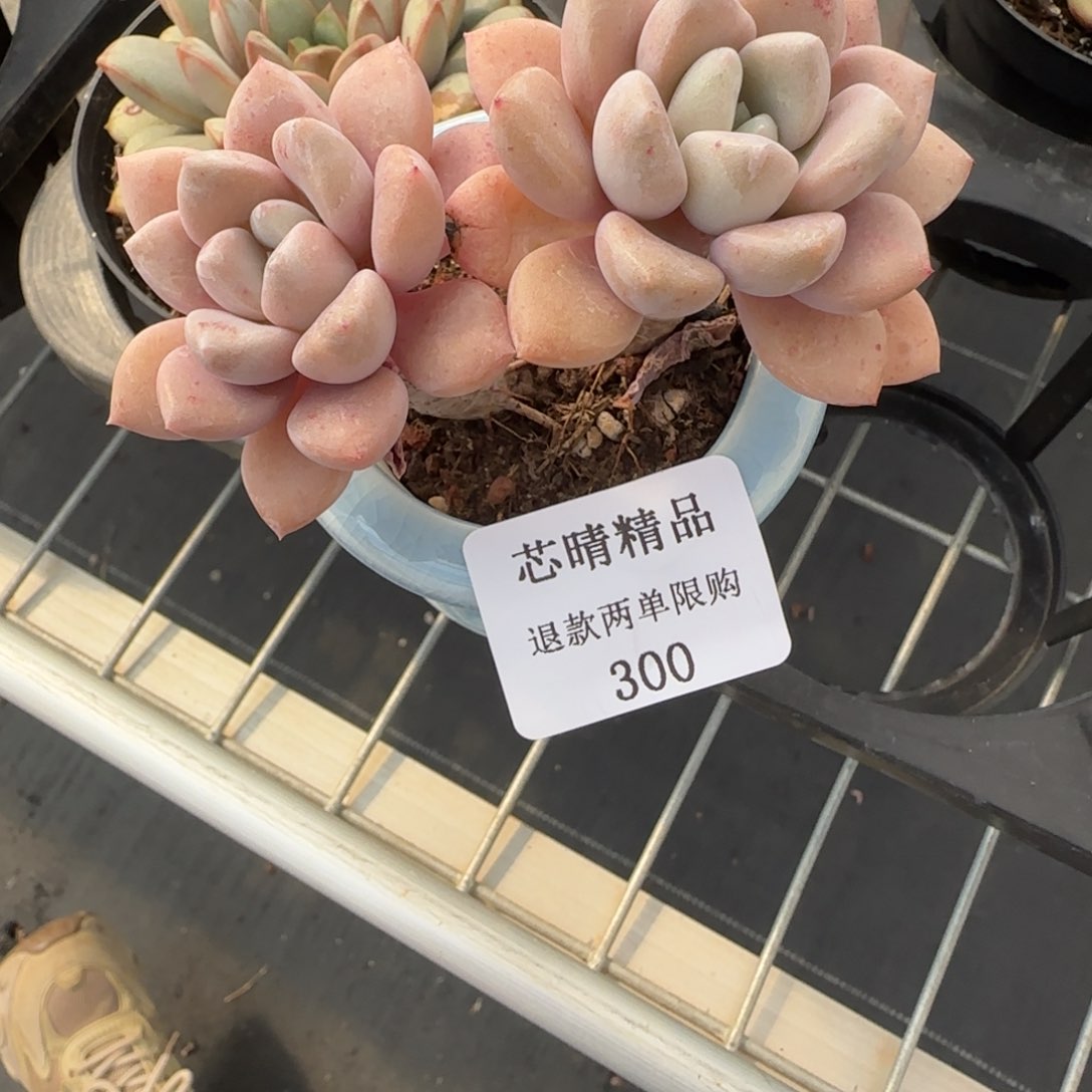 闪购精品多肉300号