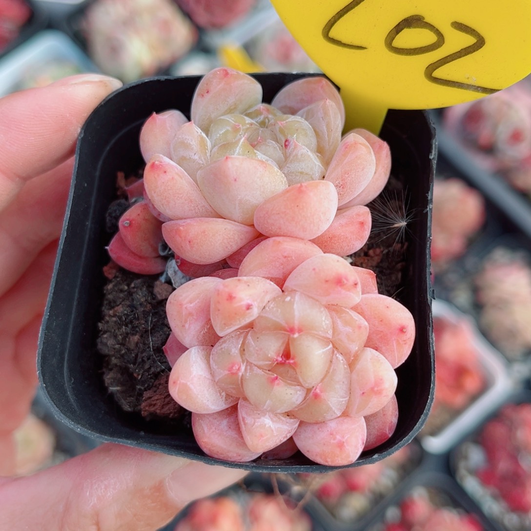 ****犀202号小老桩糖心双头