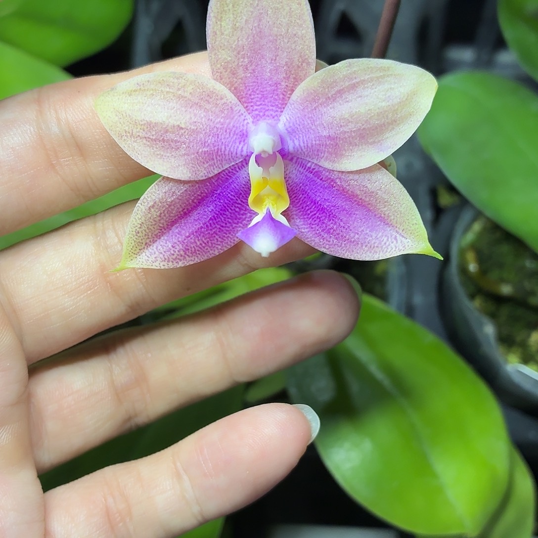 当前无花朵，栽培后可花朵A1095