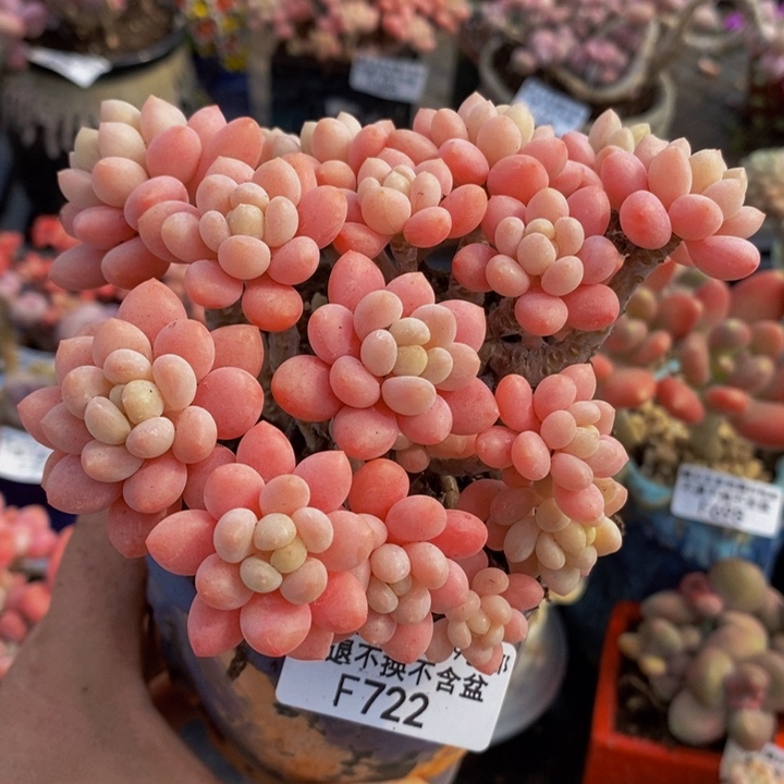 鱼子酱老桩10cm722多肉植物