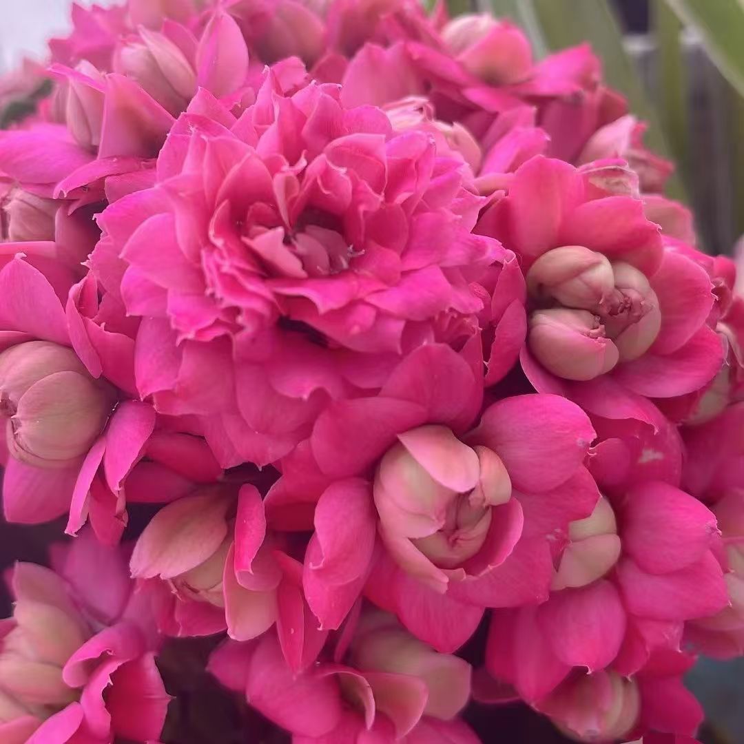 福利款稀有种品26号巴黎系列重瓣超大花糖卡颜色亮花期长会变色