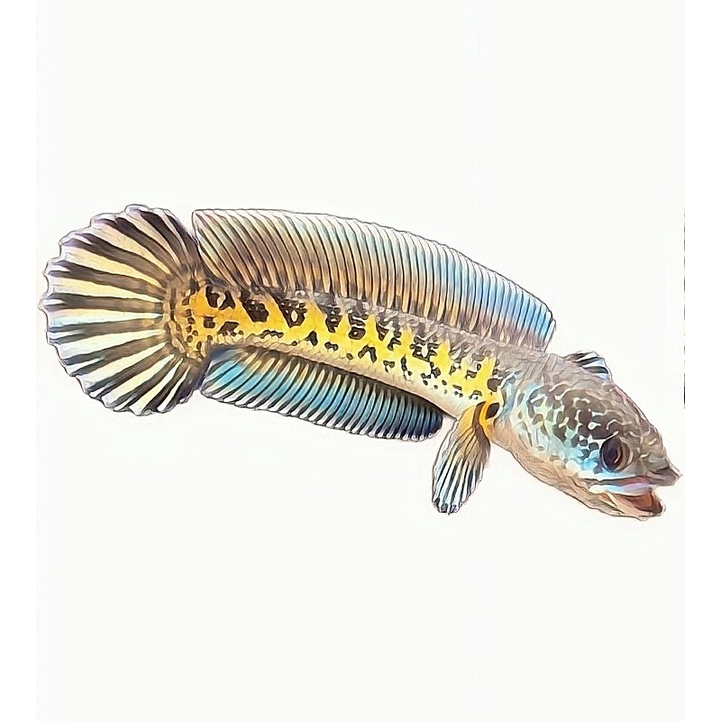 鱼境雷龙运费补差专属