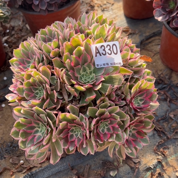 孔雀翎多肉植物330.