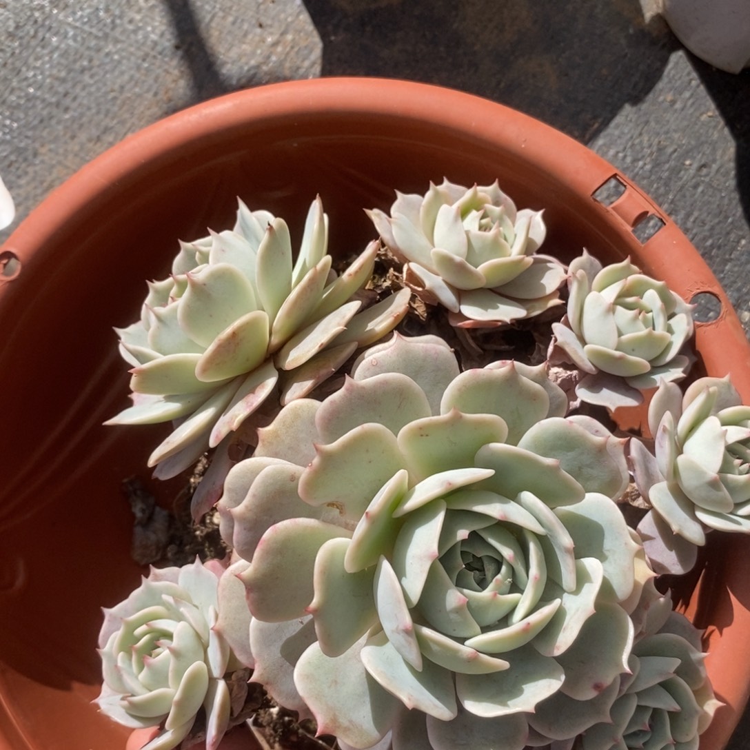 5707露娜莲手捧一物一拍