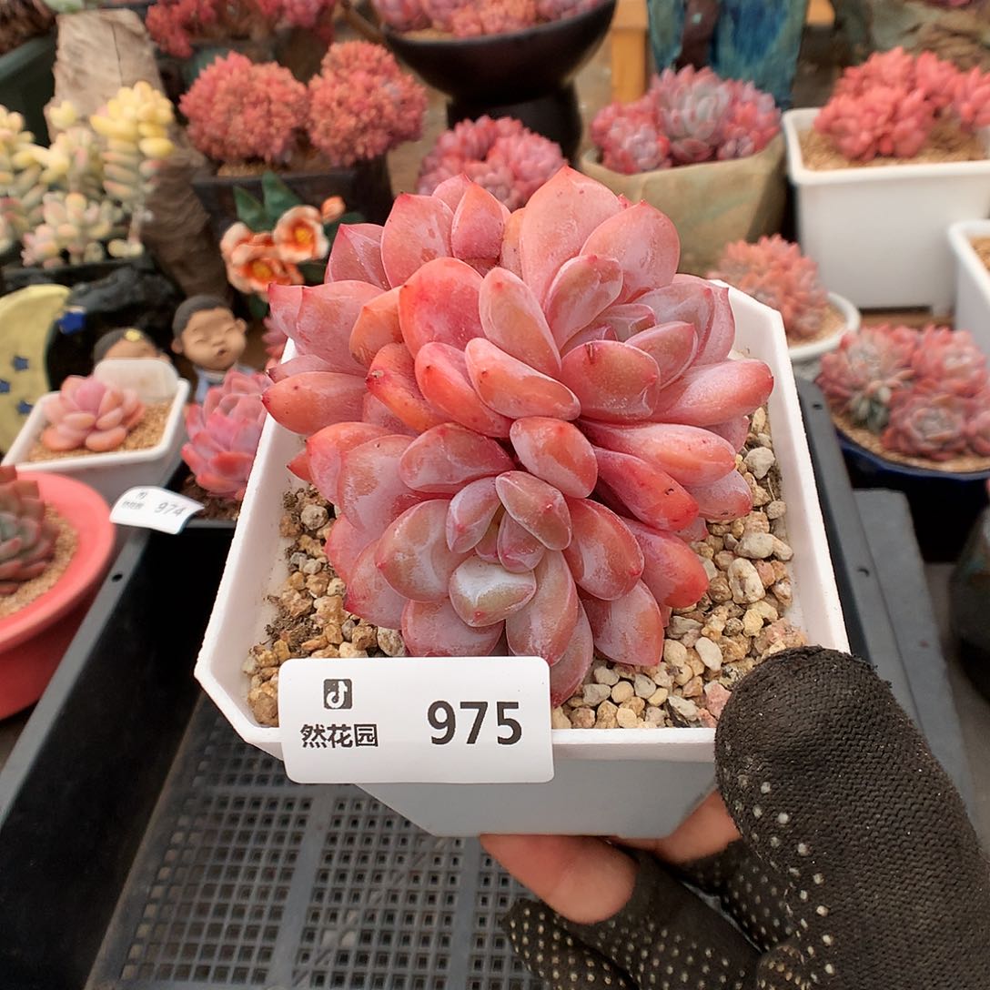 975星影有砍多肉植物666