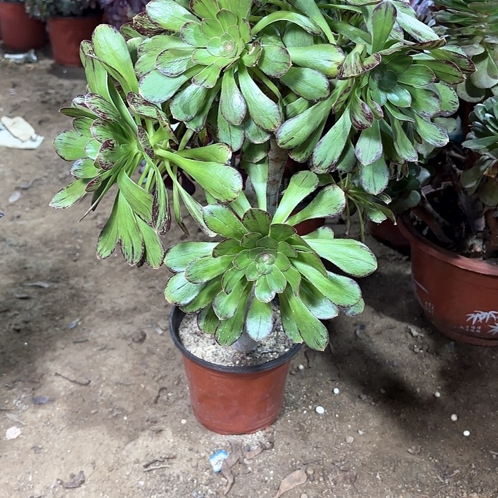 多肉植物法师微锦15