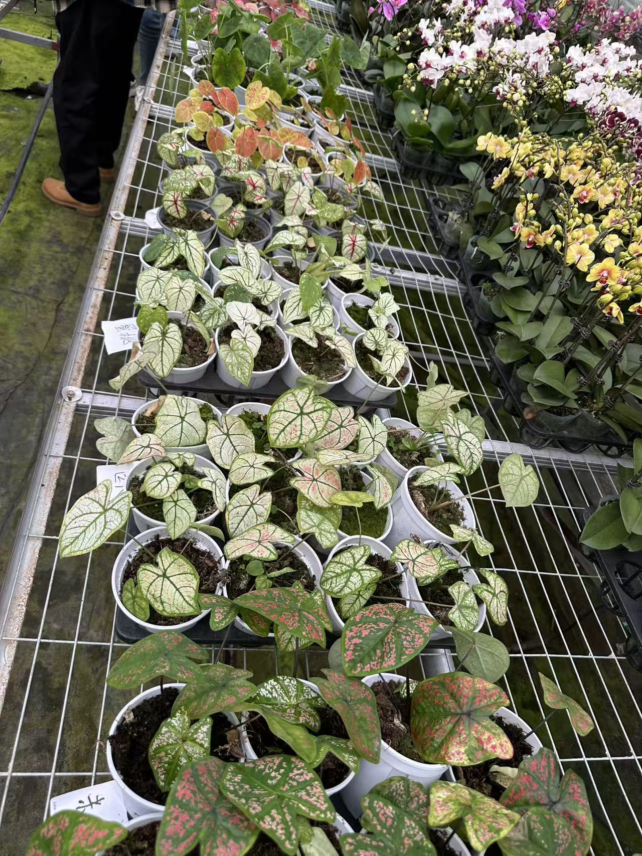 彩叶芋随机十颗 福利