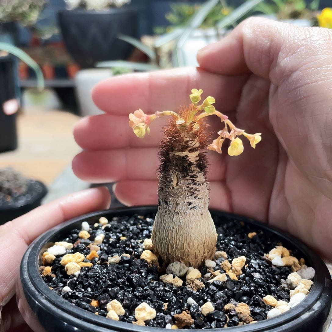 66666666666666666666