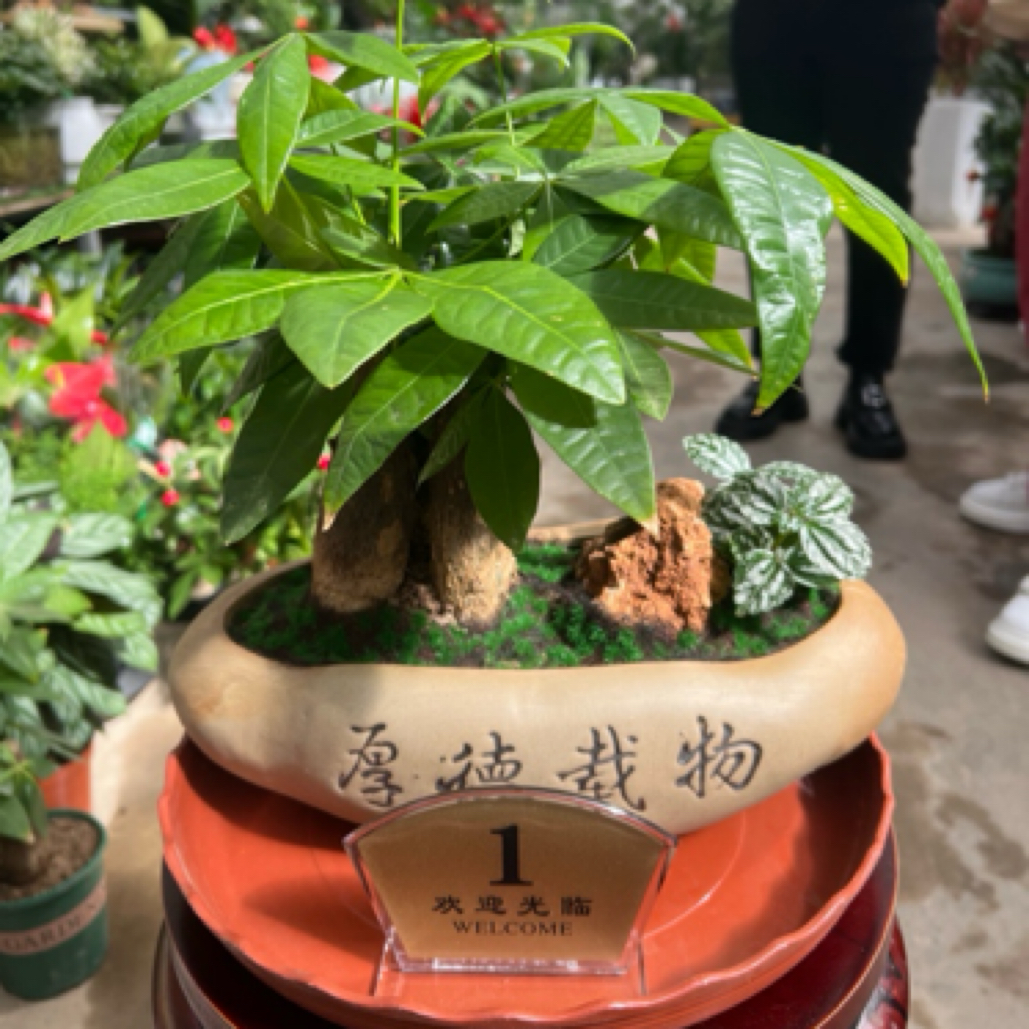 小花盆景