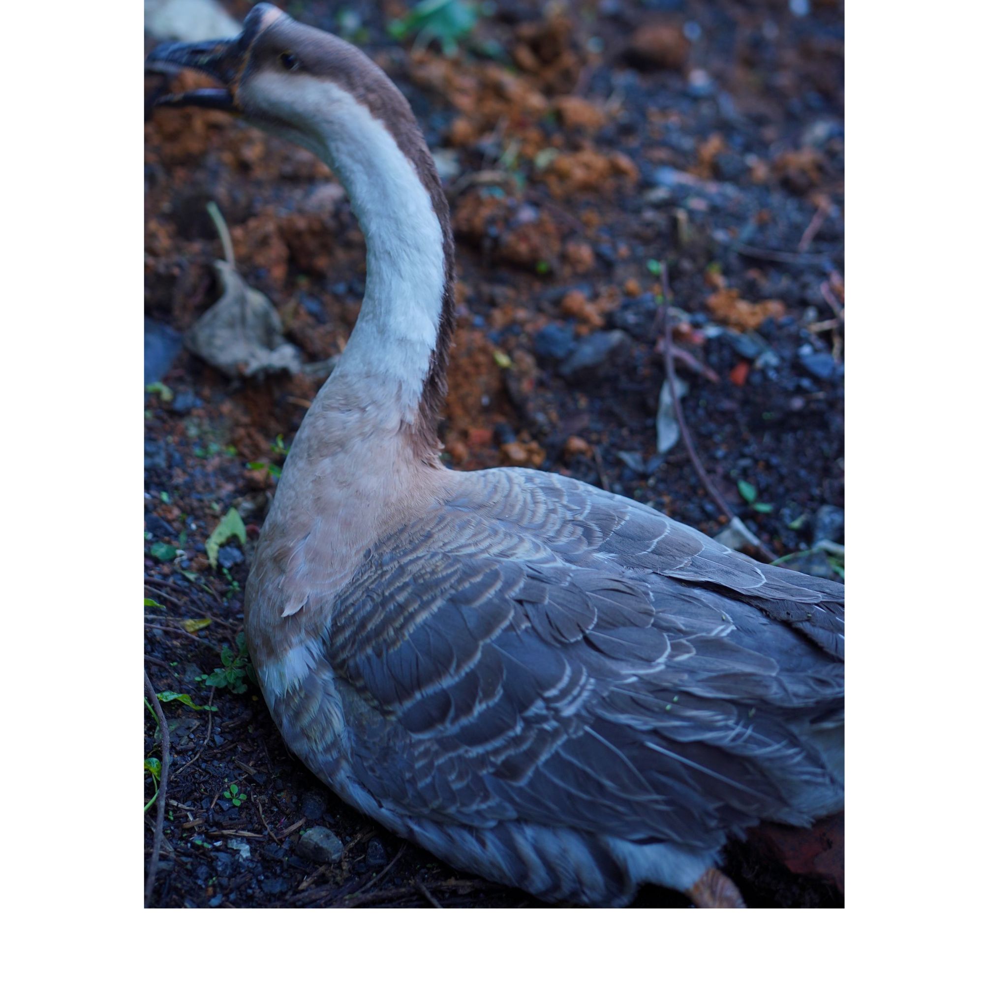 农村纯粮散养土鹅