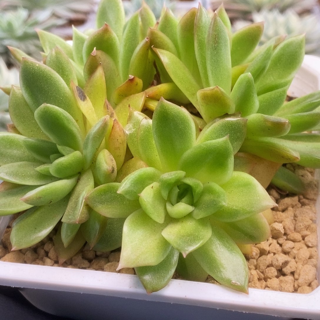南塔锦锦锦锦锦锦