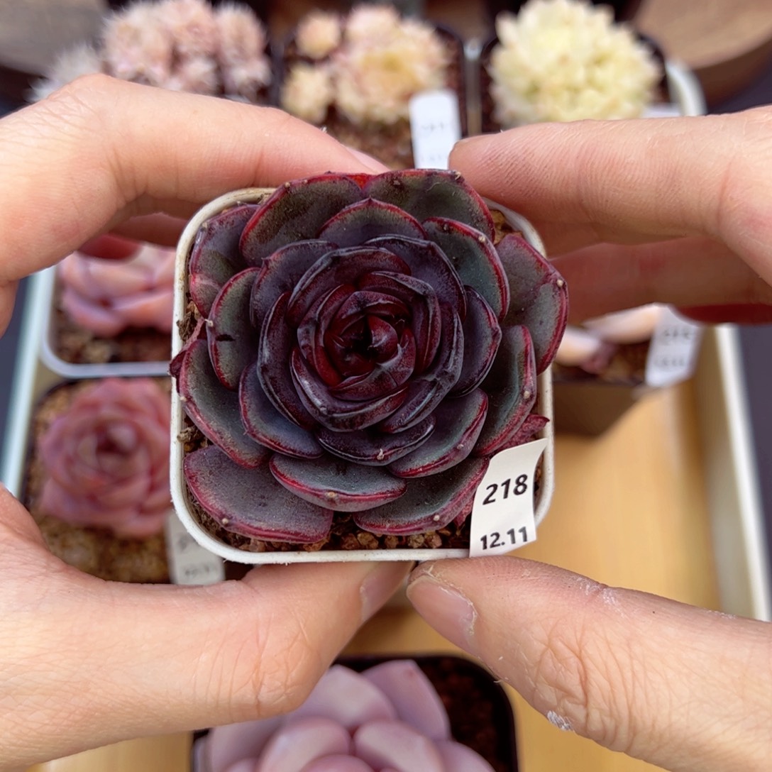 好好看218、哈哈哈哈