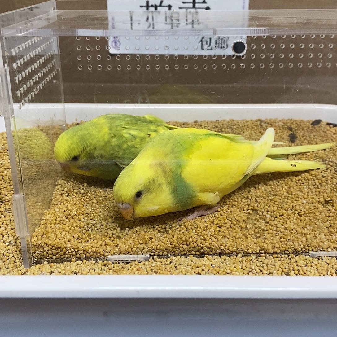 虎皮鹦鹉大头虎皮