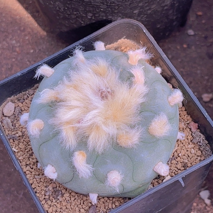 9997实生皮实好养好活