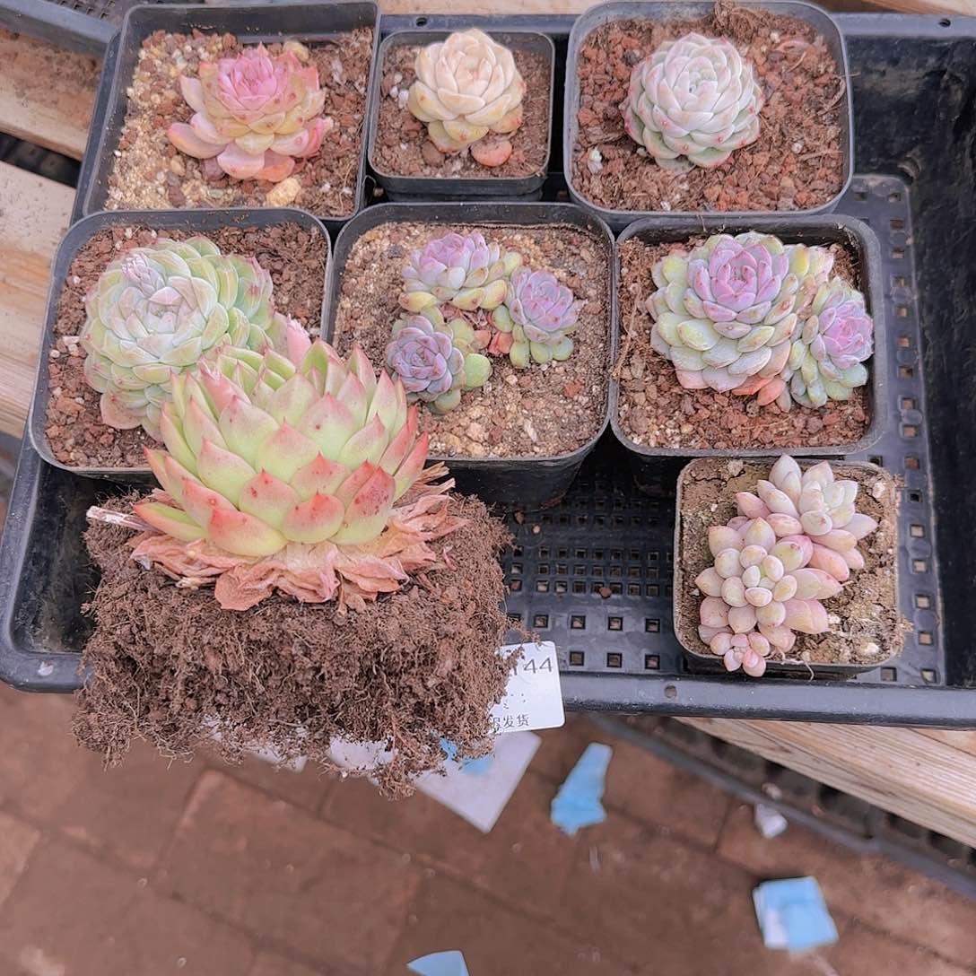 直播一物一拍多肉144