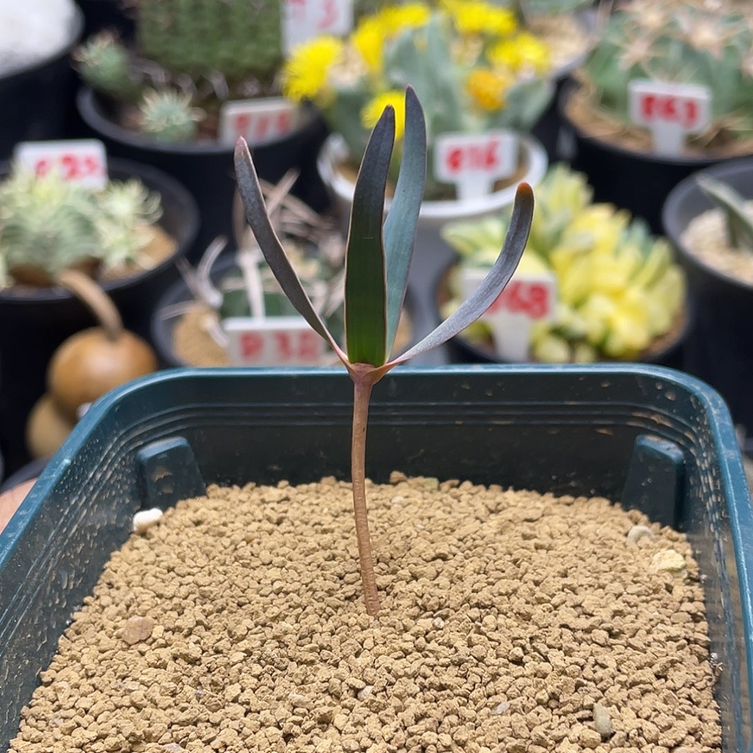 实生金边百岁兰 带盆土包邮